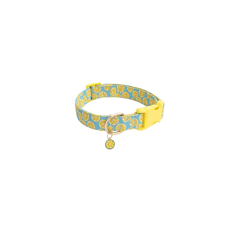 Collier chien