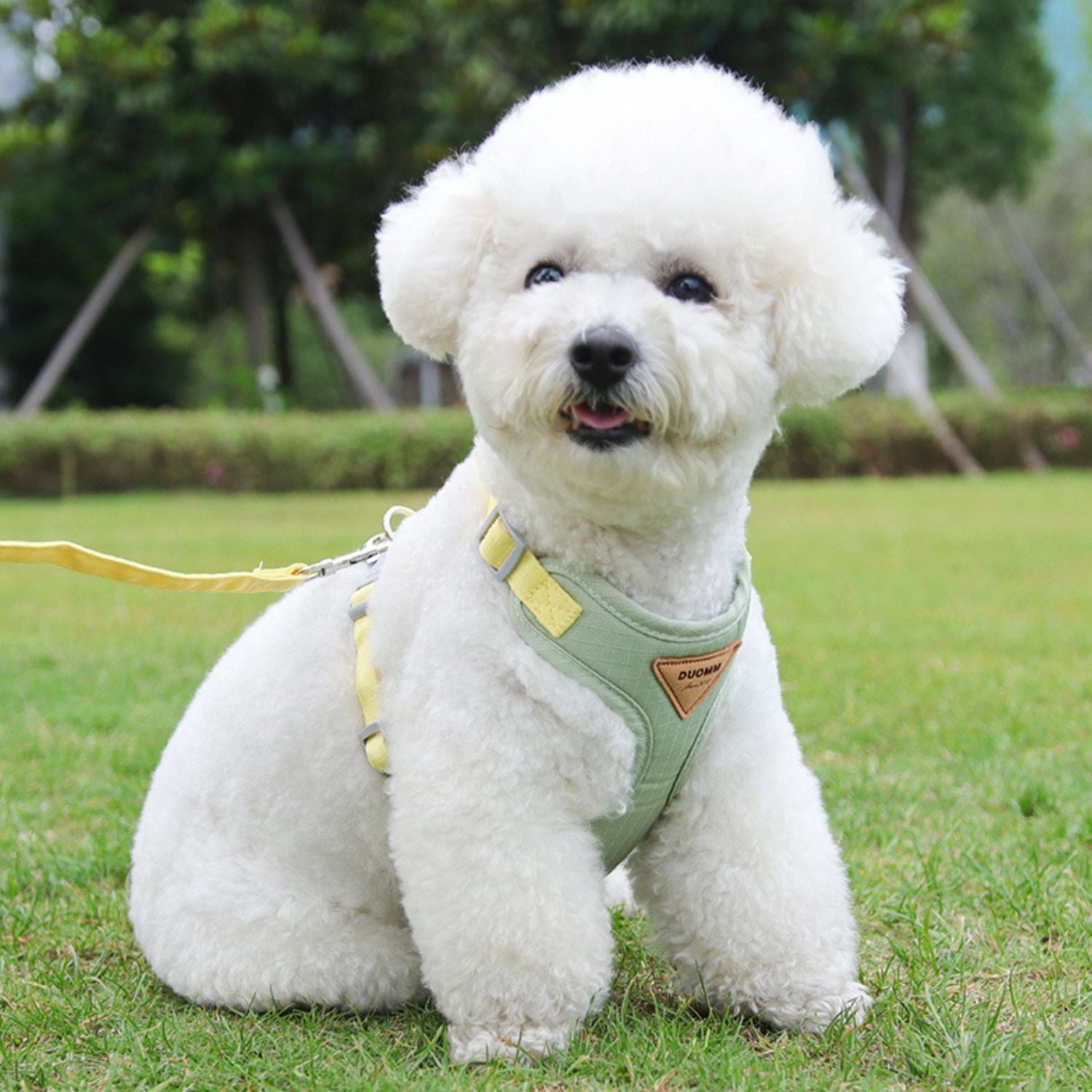 Harnais chien - ensemble Thisia