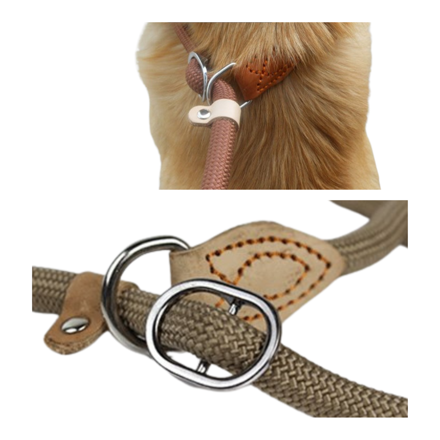 Collier et laisse corde beige avec coutures renforcées sur chien brun.