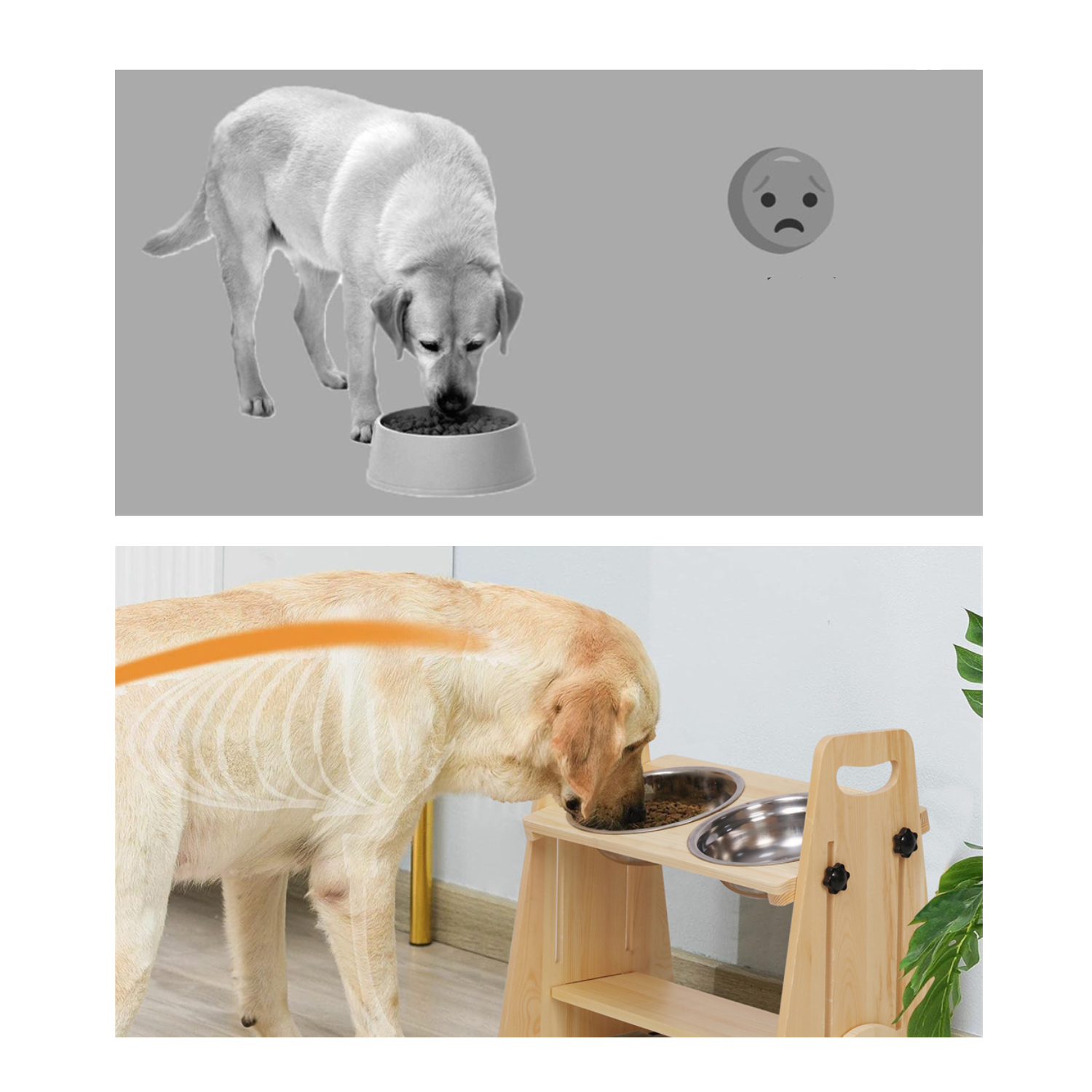 Chien mangeant dans gamelle surélevée en bois avec laisse et collier visibles.