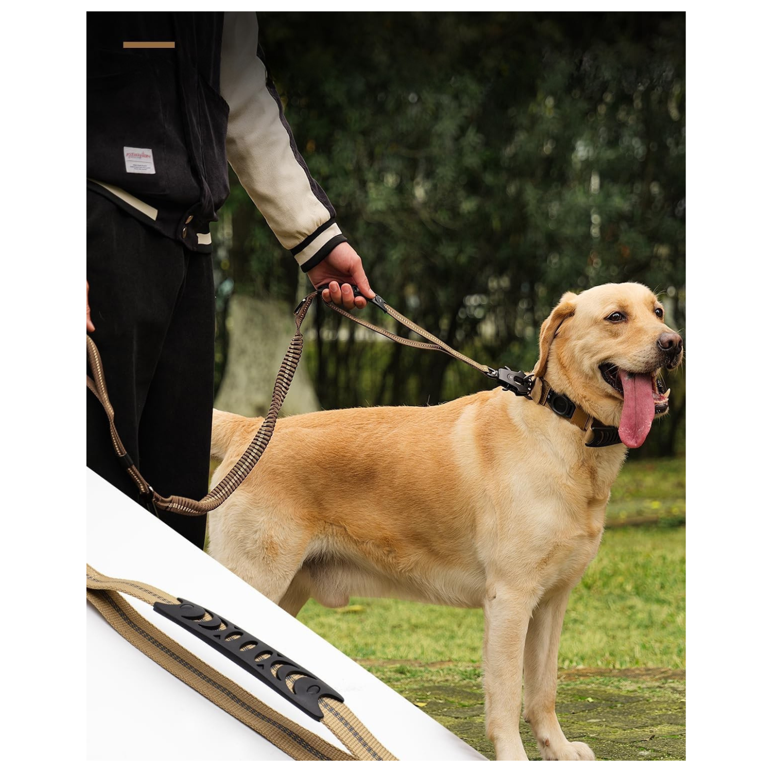 Labrador beige avec collier noir attaché à une laisse kaki à absorption de chocs, tenue par une personne.