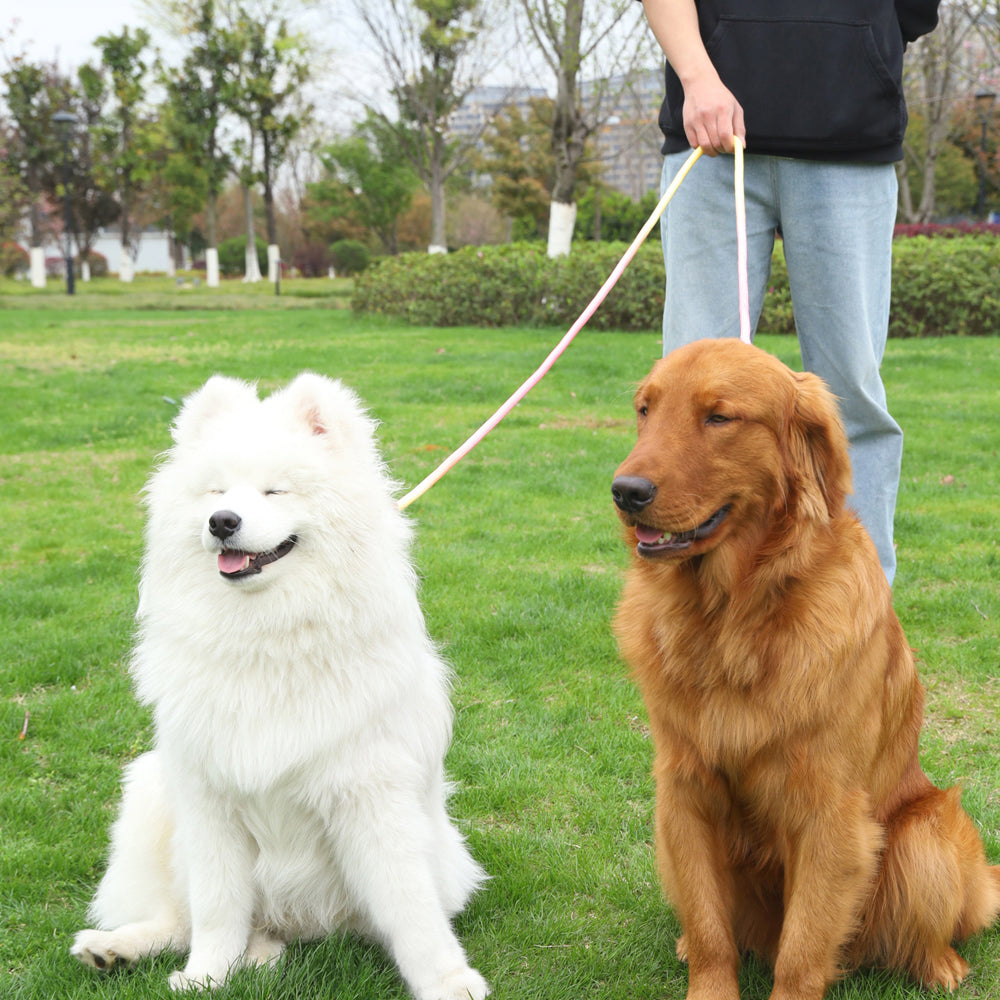 Laisse double beige attachée à collier de deux chiens assis sur pelouse verte.