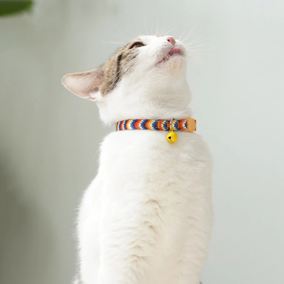 Collier chat orange rayé avec clochette, laisse et gamelle assorties pour chien.