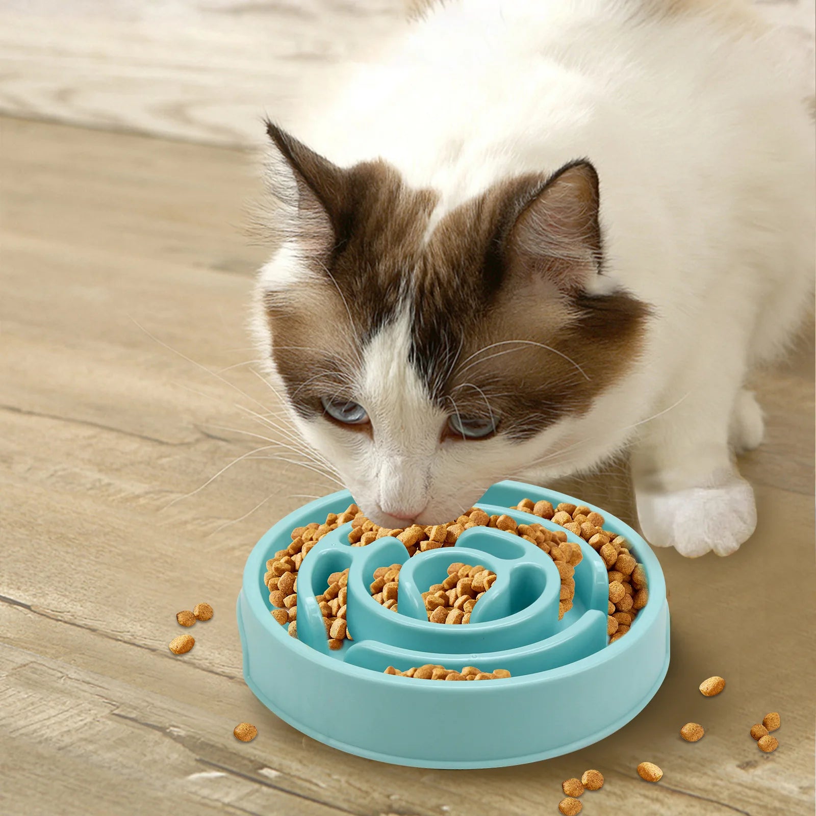 Gamelle anti-glouton bleue en plastique avec des croquettes pour chien, chat à côté d'un collier et d'une laisse.