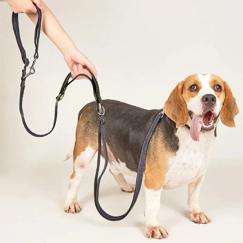 Laisse noire double avec collier en cuir pour chien beagle.
