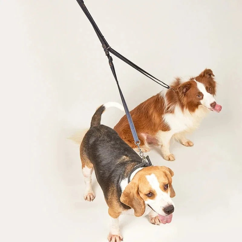 Laisse double noire avec deux colliers attachés à deux chiens, un Beagle et un Border Collie.