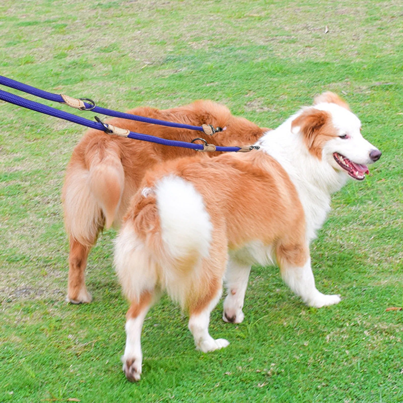 Deux chiens marron clair avec colliers et laisses doubles bleu et noir sur pelouse verte.